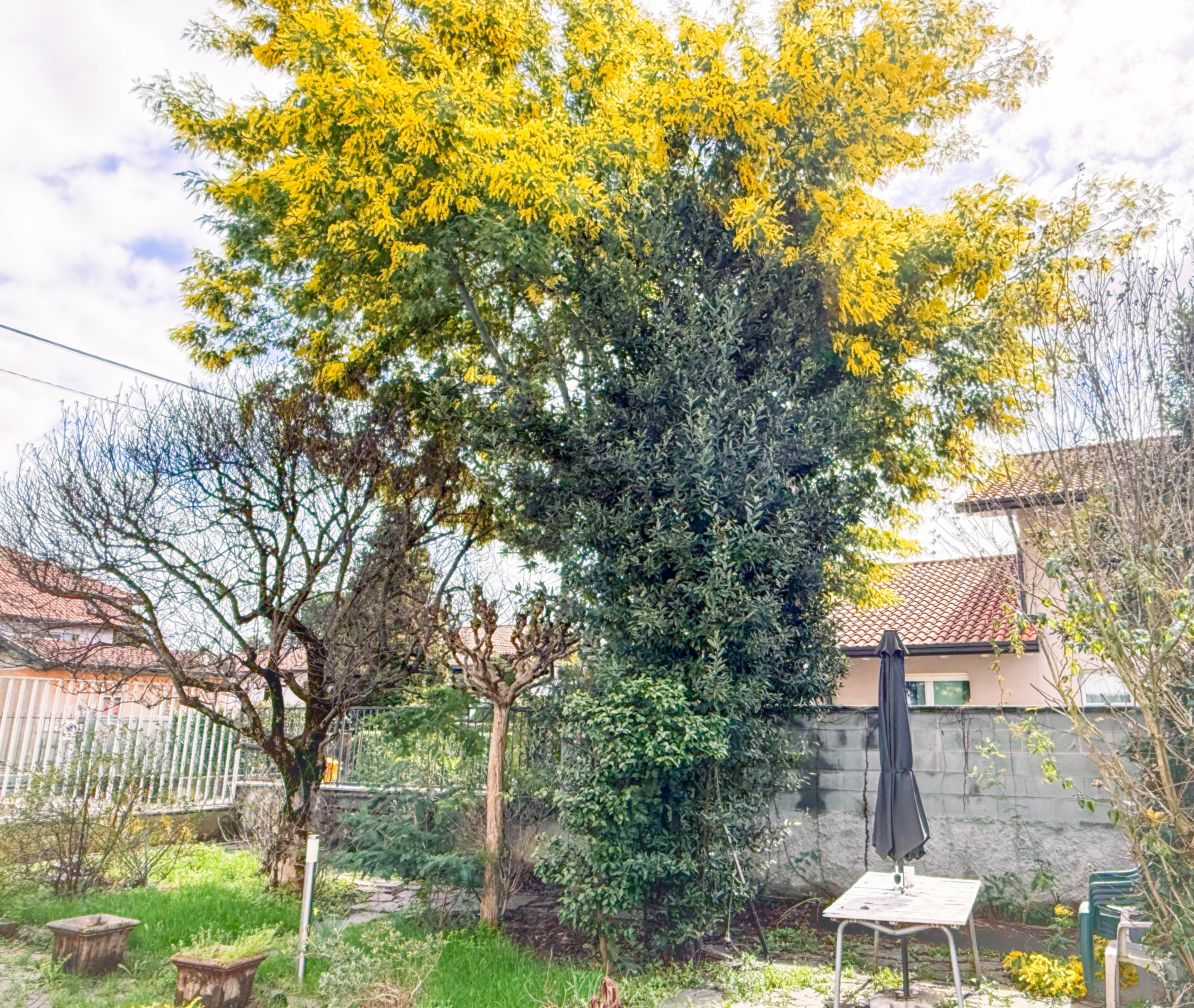 Giardino
